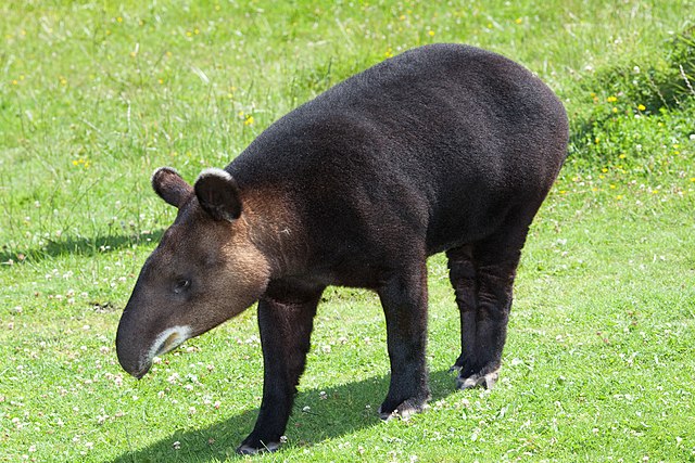 mountain tapir